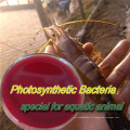 Bactéries photosynthétiques de fournisseur chinois (psb) pour l&#39;additif d&#39;alimentation de bétail